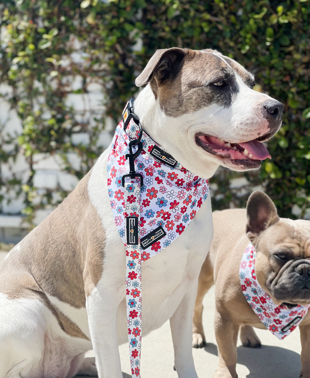 Comfort Collar - Dayzie 🌼