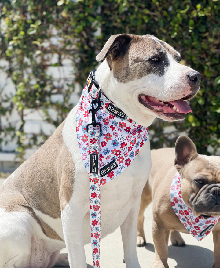 Comfort Collar - Dayzie 🌼