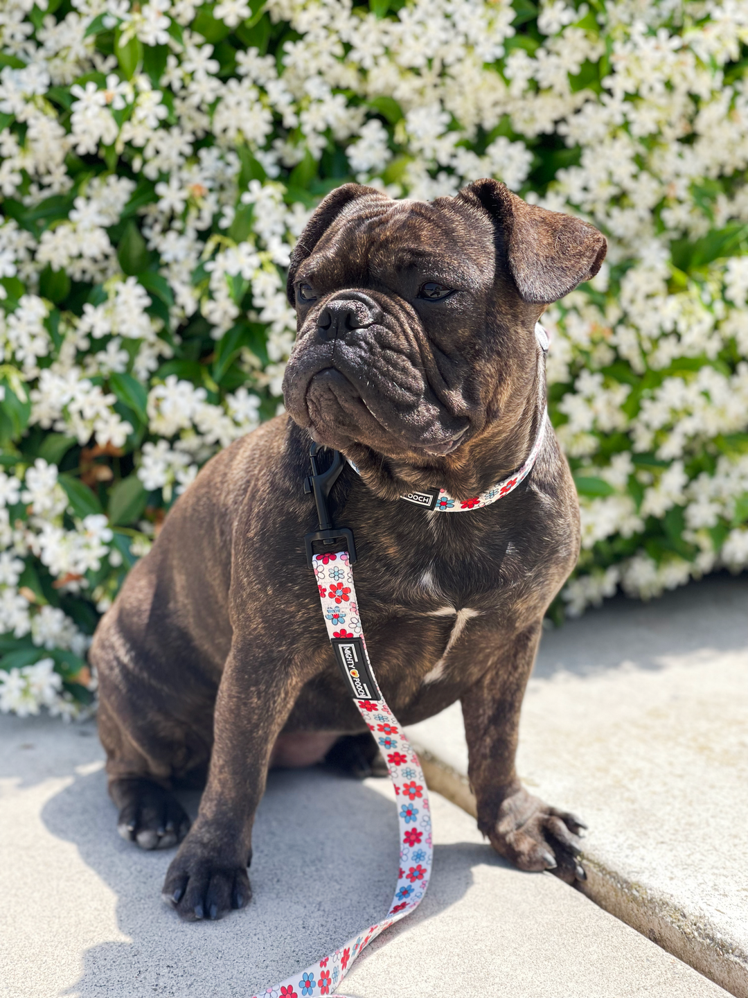 Comfort Collar - Dayzie 🌼