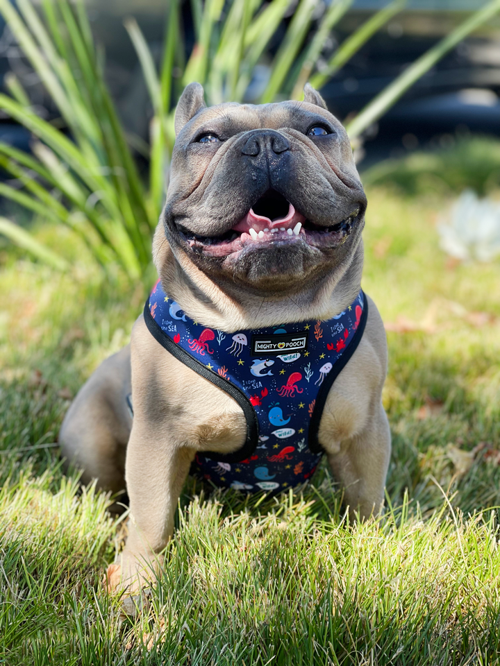 Reversible Harness - Under the Sea 🦀
