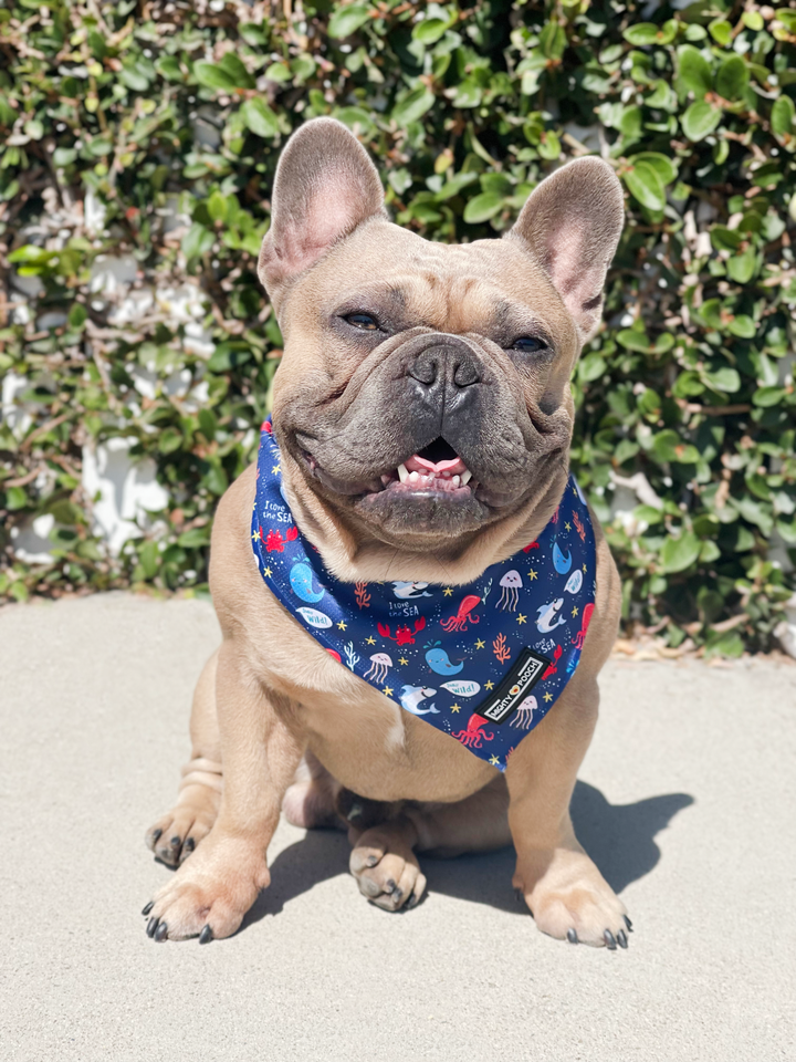 Cooling Bandana - Under the Sea 🦀