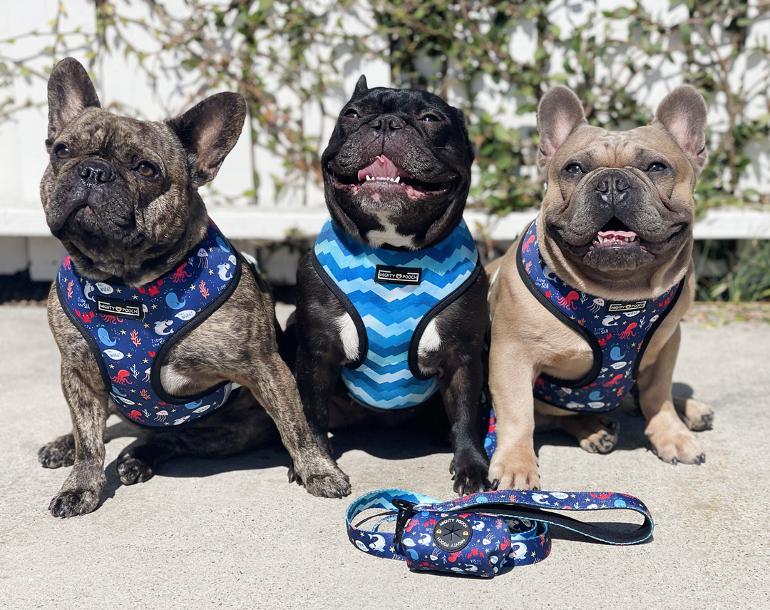 Reversible Harness - Under the Sea 🦀