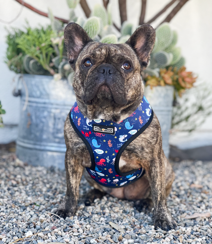 Reversible Harness - Under the Sea 🦀