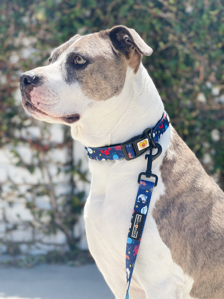 Comfort Collar - Under the Sea 🦀