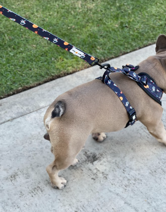 Comfort Leash - Space Jam 🚀