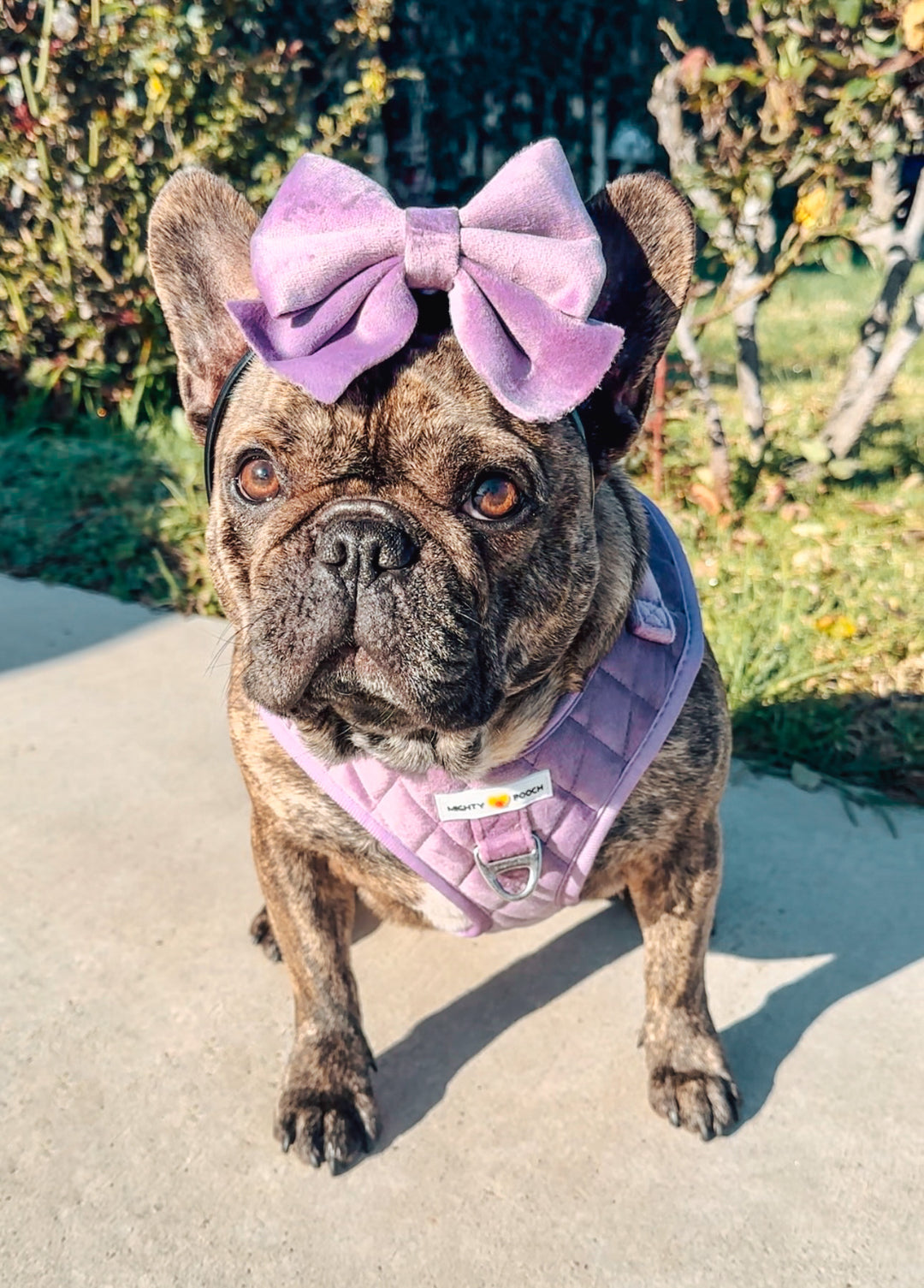 Velvet Adjustable Harness - Very Violet 💜