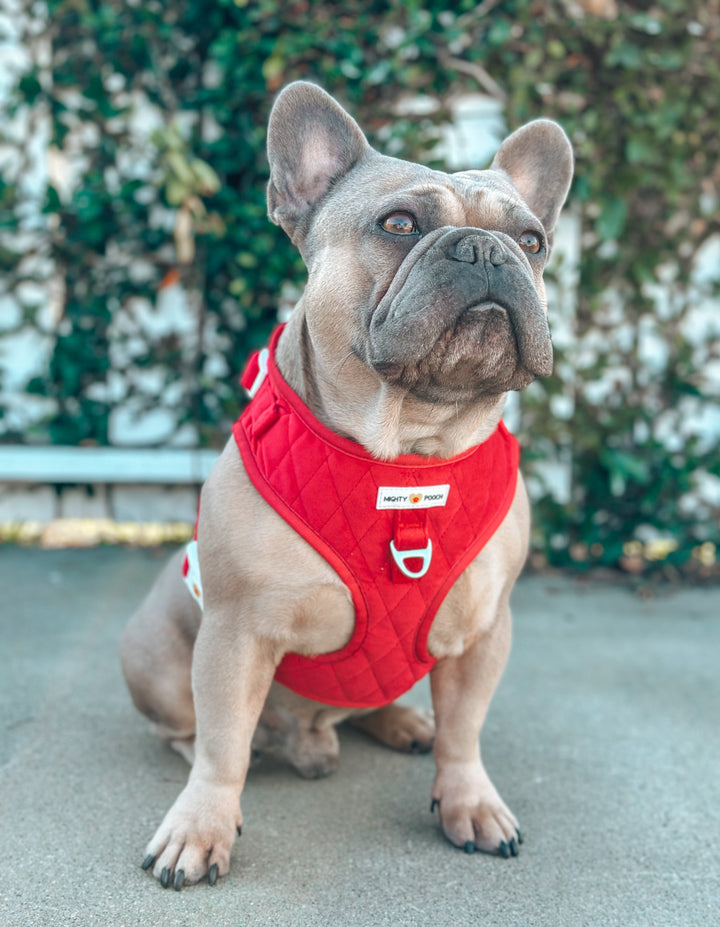 Velvet Adjustable Harness - Ruby Red 💘