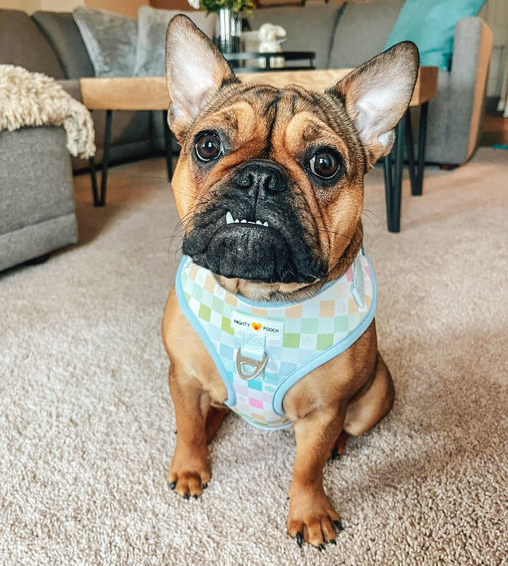 No-Pull Adjustable Harness - Pastel Plaid 🐣