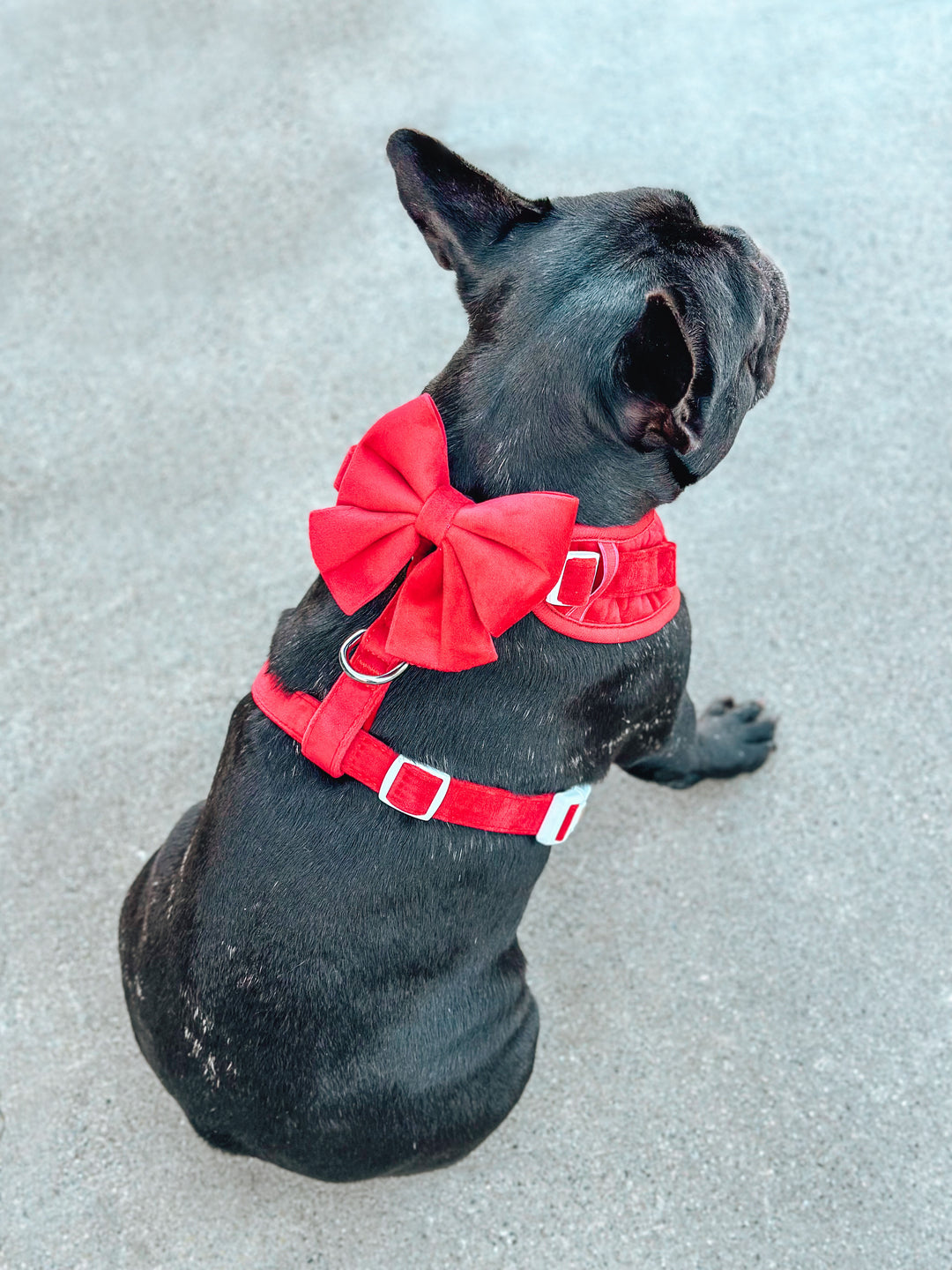 Velvet Adjustable Harness - Ruby Red 💘
