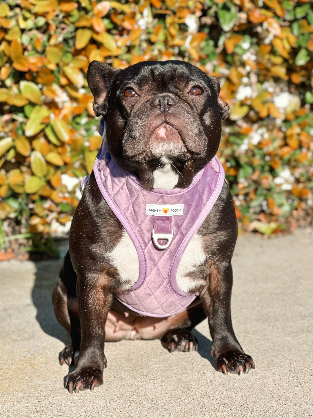 Velvet Adjustable Harness - Very Violet 💜