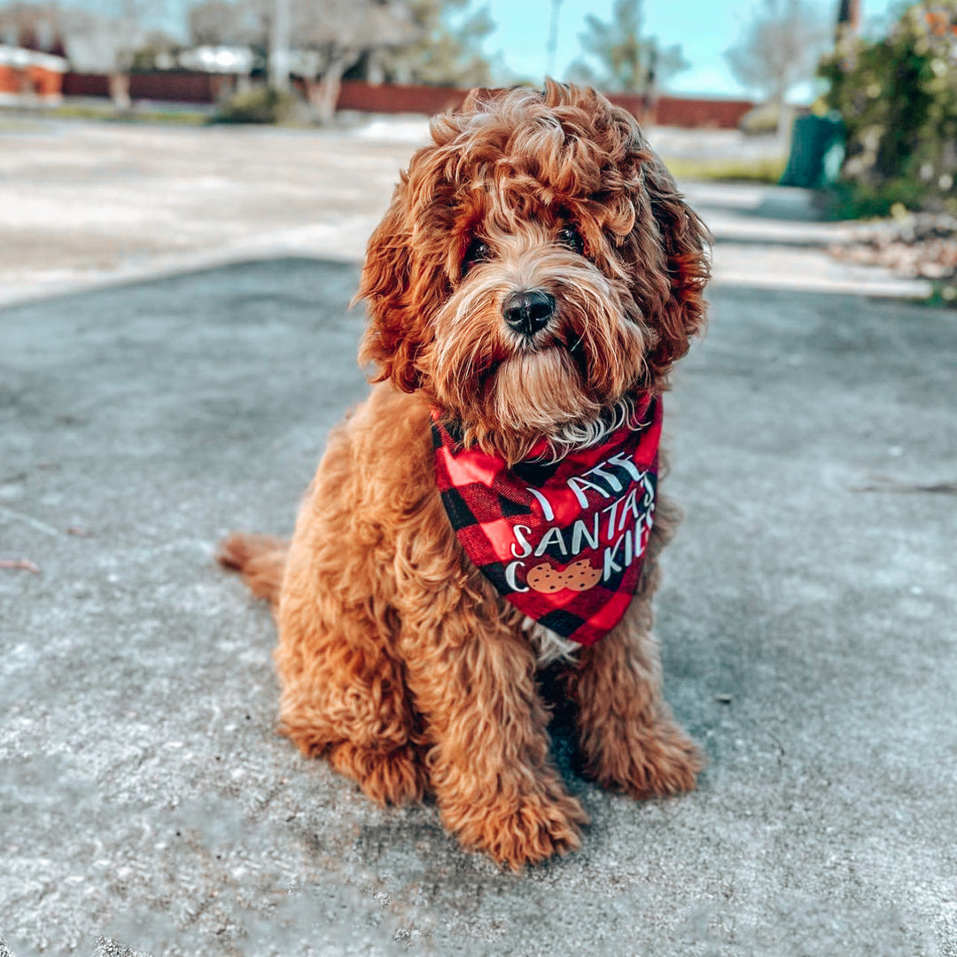 Holiday Bandanas