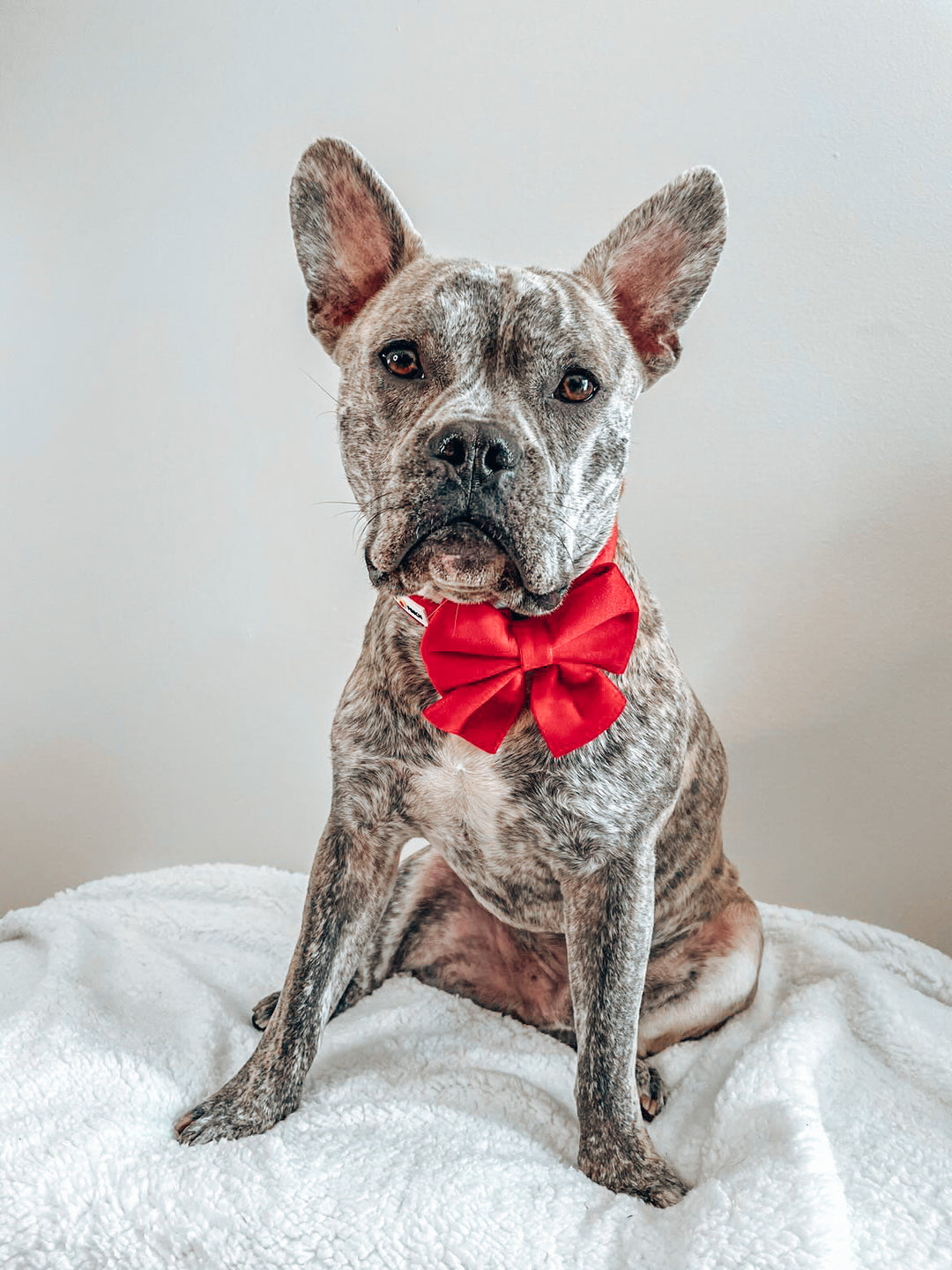 Velvet Sailor Bow - Ruby Red