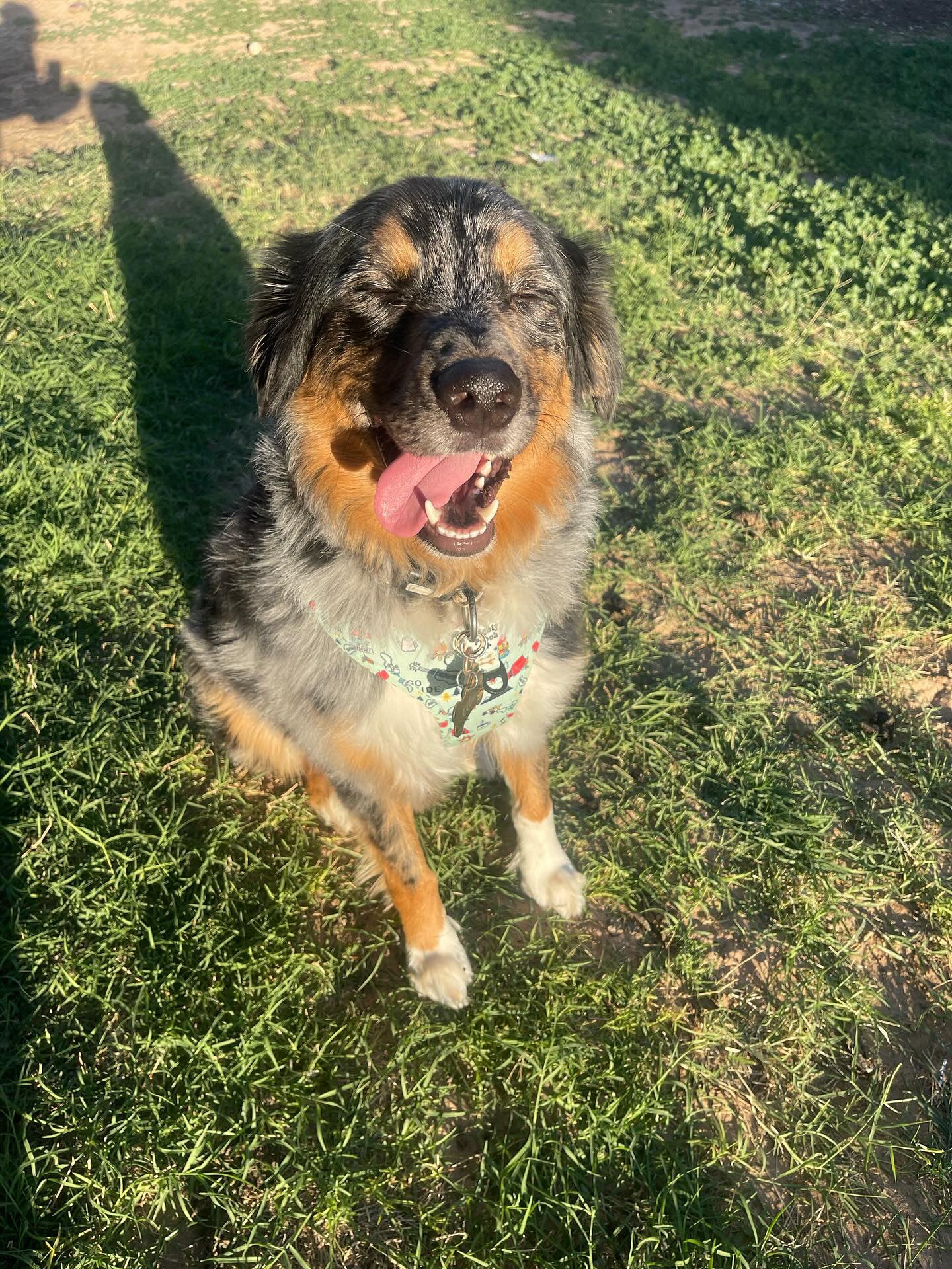 ボニー・マック・ボンゾ MERRYTHOUGHT キルトスタイル No-Pull Adjustable Harness - Off the Grid 🏕️ – Mighty Pooch, LLC