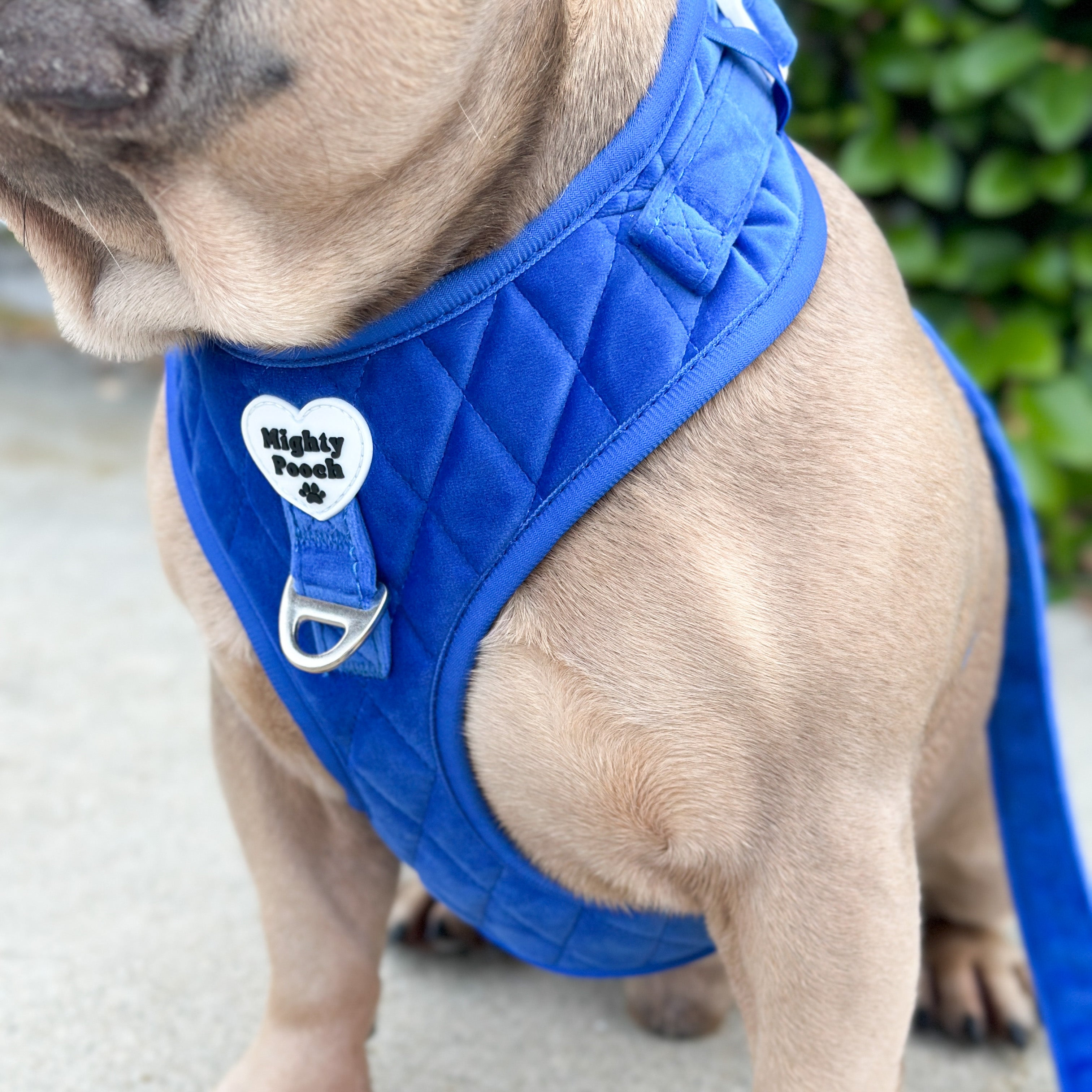 Velvet Adjustable Harness - Sapphire 💙