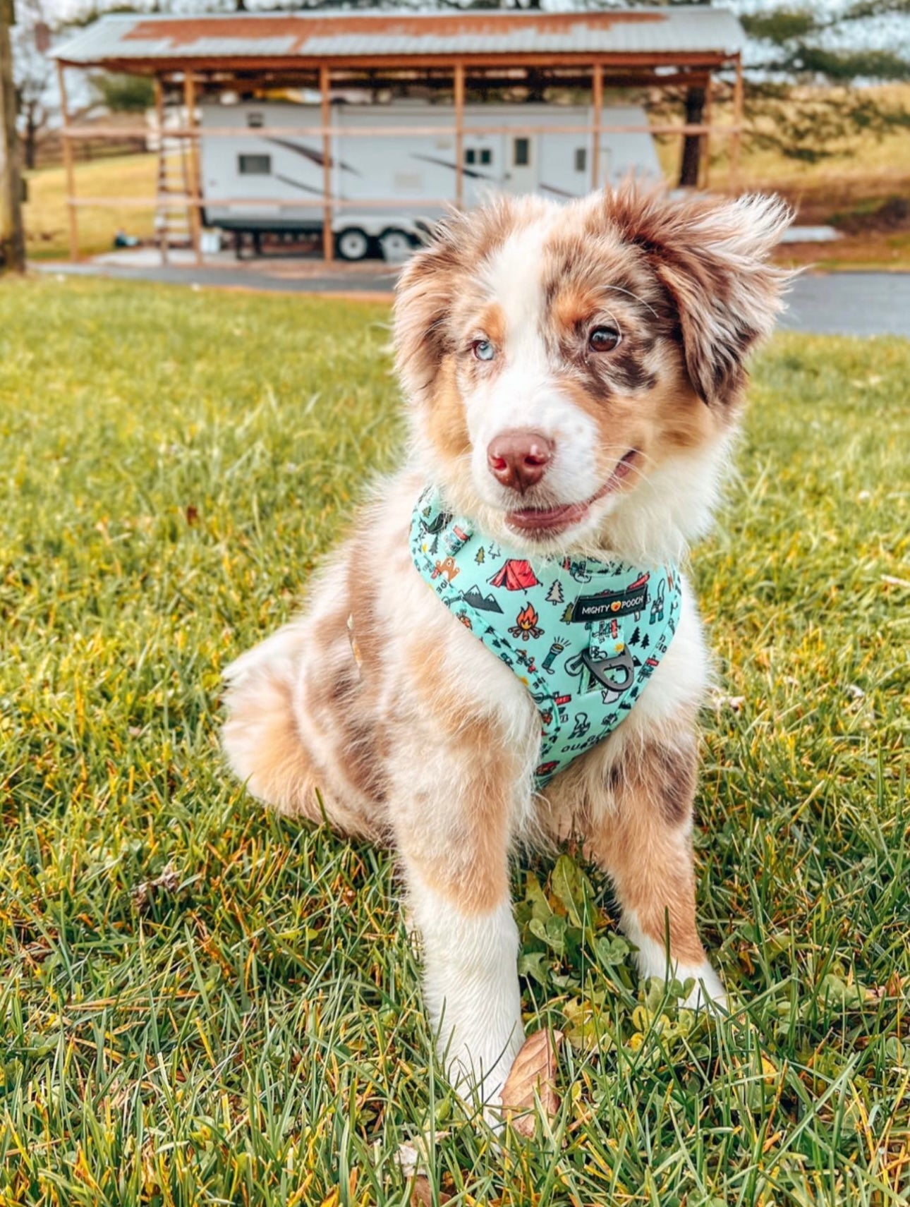 ボニー・マック・ボンゾ MERRYTHOUGHT キルトスタイル No-Pull Adjustable Harness - Off the Grid 🏕️ – Mighty Pooch, LLC