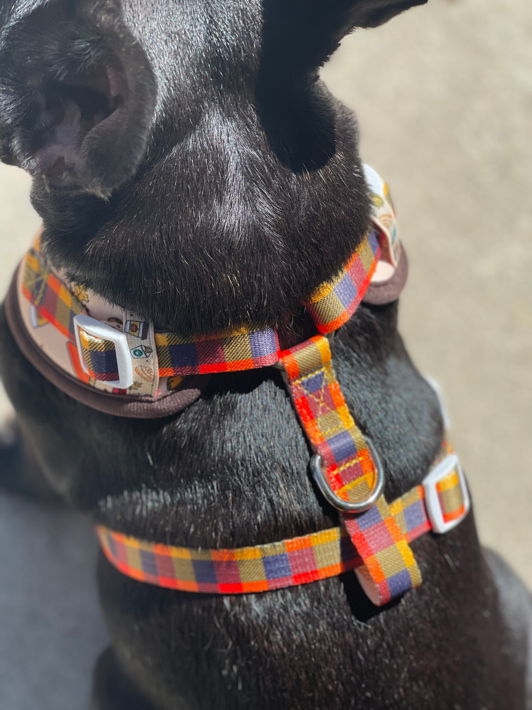 No-Pull Adjustable Harness - Pupkin Spice 🍁