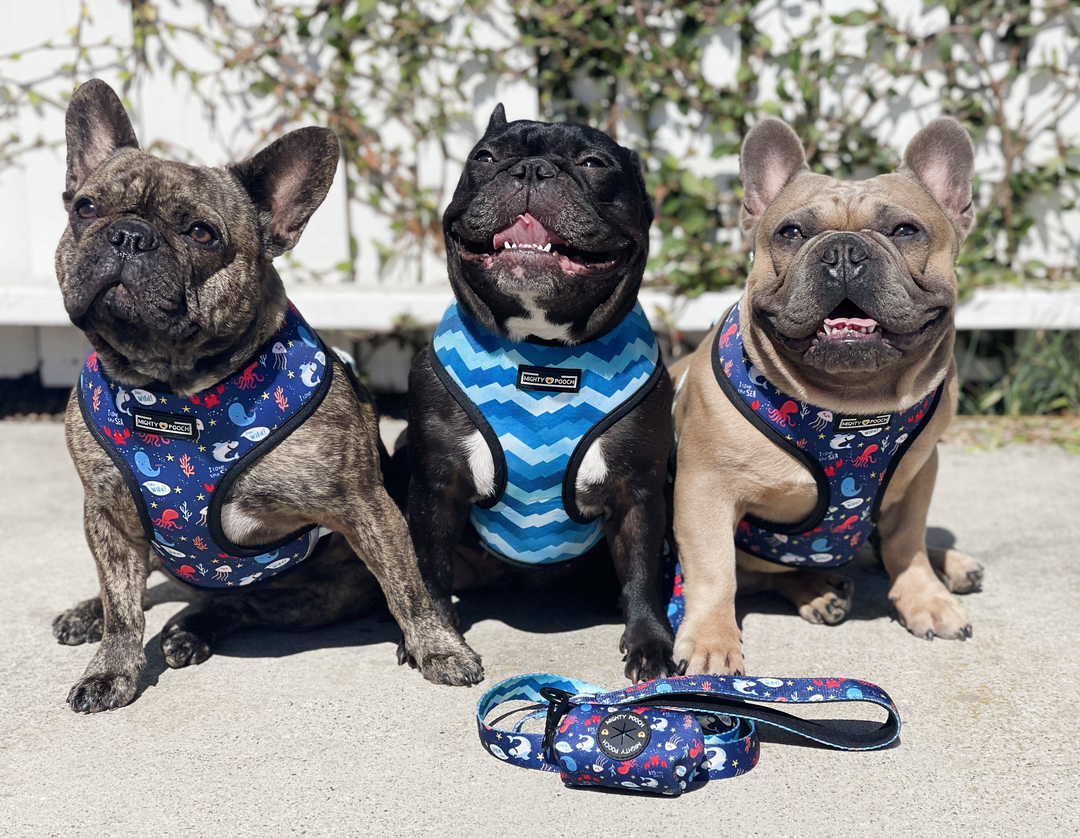 Walk Kit - Under the Sea 🦀