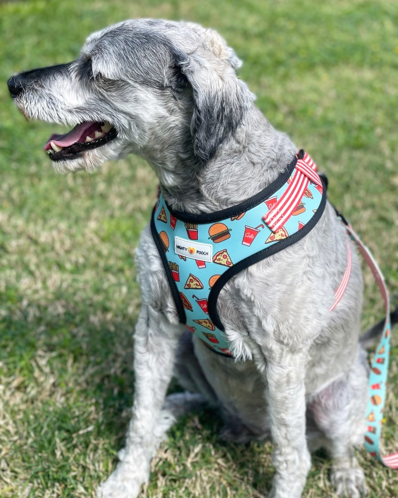 Adjustable harness clearance dog