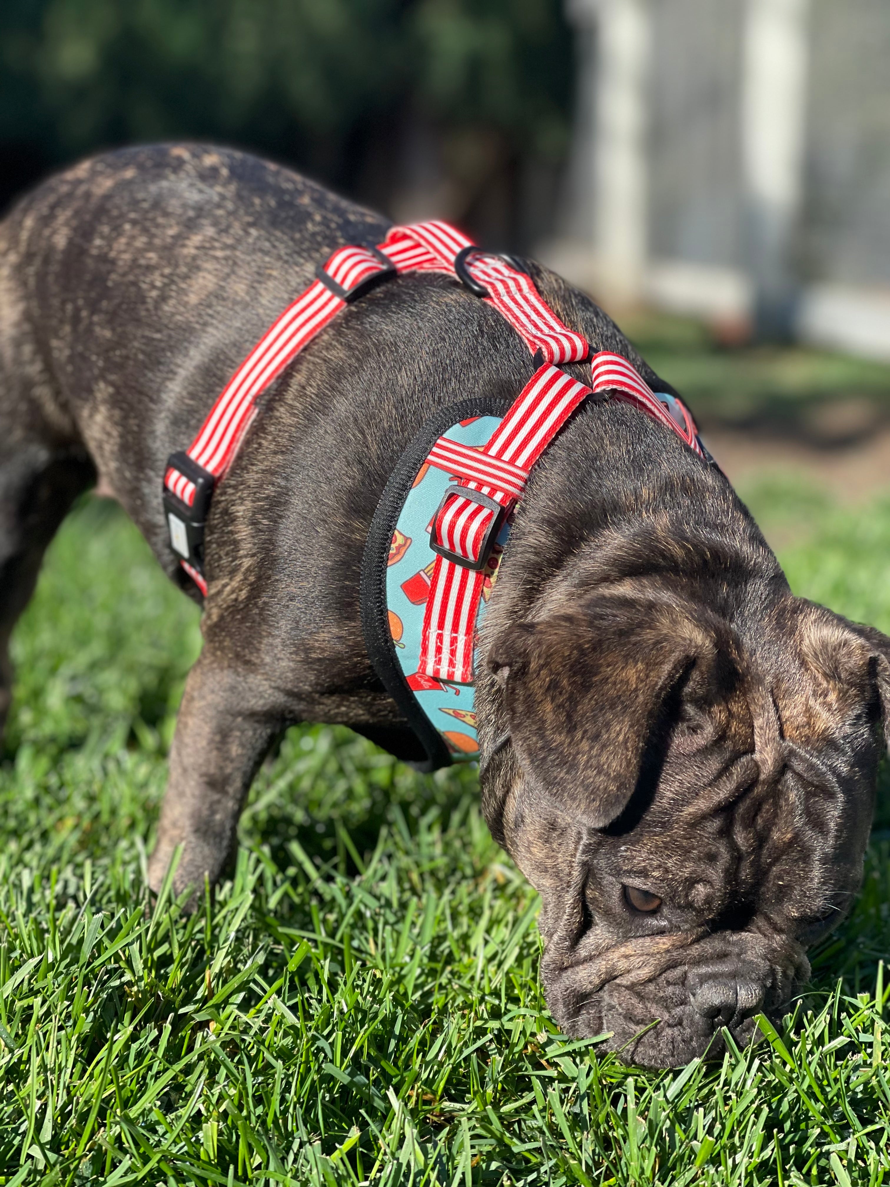 Adjustable harness hot sale dog