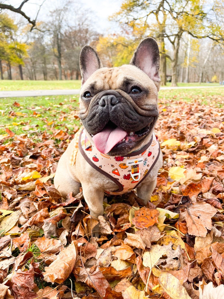 No-Pull Adjustable Harness - Pupkin Spice 🍁