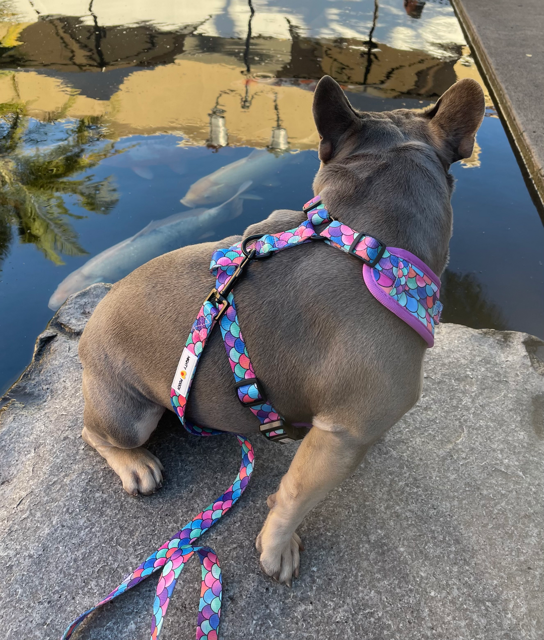 Fish Scale Dog Harness, No Pull, Adjustable Padded Pet Harness